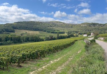 Trail Road bike Santenay - Boucle Santenay dans les vignes - Photo