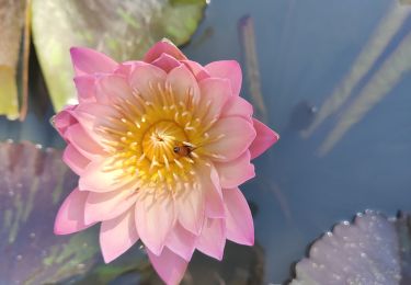 Tour Wandern  - Jardin des lotus Gungnamji Pond - Photo