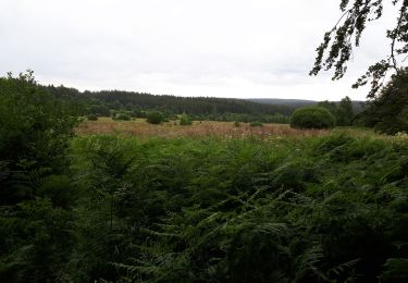 Tocht Stappen Bütgenbach - Küchelscheid  - Photo