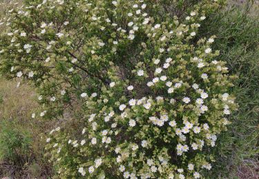 Percorso Marcia La Motte - Z LE BALAREA 14-05-19 - Photo