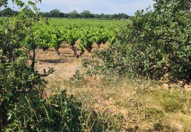 Tour Quad Collioure - Collioure - Villeneuve-de-la-Raho  - Photo