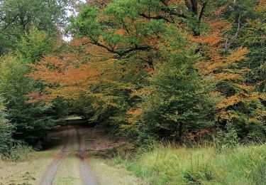 Trail Walking Martelange - Sentier des Goutelles des Bacs - Photo