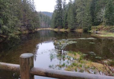 Tour Wandern Xonrupt-Longemer - autour de l'étang de Belbriette - Photo