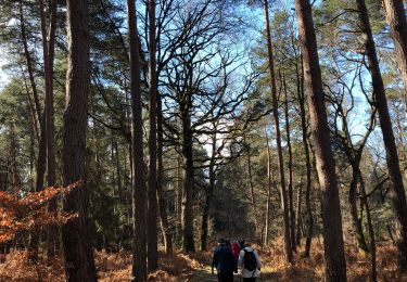 Excursión Senderismo Fontainebleau - Plein de vertes - Photo