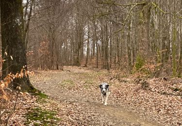 Tocht Stappen Florenville - Les Epioux - Photo