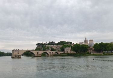 Excursión Senderismo Aviñón - ile de Barthelasse 1ere du top 10 des balades d Avignon... pauvres avignonais... - Photo