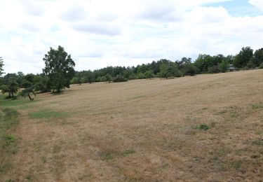 Percorso A piedi Kelkheim - Landsgraben: Eichenblatt - Photo