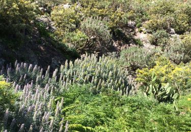 Trail On foot Santa Cruz de Tenerife - Pico del Ingles circulaire - Photo