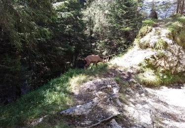 Tour Wandern Fillière - Pas du Roc - les Glières - Photo