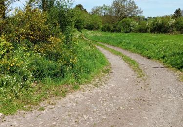 Tour Wandern Lierneux - Baneux - Photo