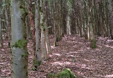 Tocht Stappen La Roche-en-Ardenne - marche ADEPS BUISSON - Photo