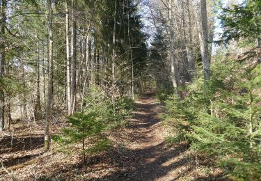 Trail On foot Glonn - Wanderweg 5, Glonn - Photo