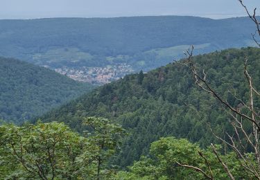 Tour Wandern Murbach - Rando du 01/08/2024 - Photo