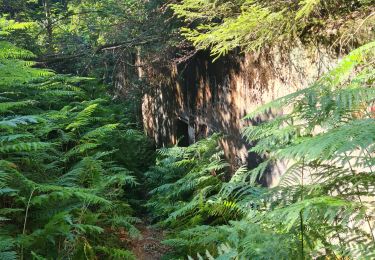 Trail Walking Grandfontaine - Sentier des fortins du Donon - Photo