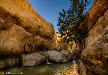 Excursión A pie מועצה אזורית תמר - IL-11003 - Photo