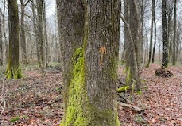 Tour Wandern Laines-aux-Bois - Grandes Vallées REVU PAR FRANCOIS - Photo