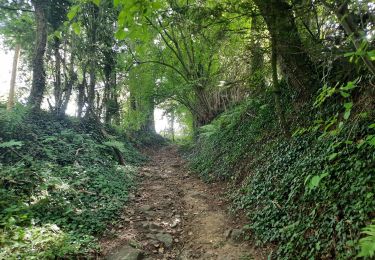 Trail Walking Blegny - autour de blegny  - Photo