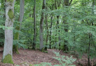 Trail On foot Kelkheim - Hollerbusch: Eule - Photo