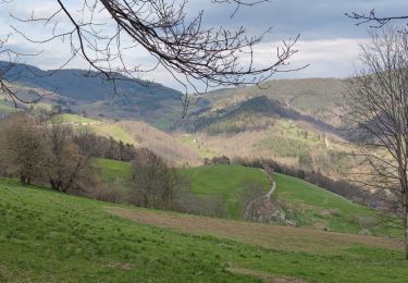 Tour Mountainbike Urbach bei Kaysersberg - Voirimont Barlin Chamont - Photo