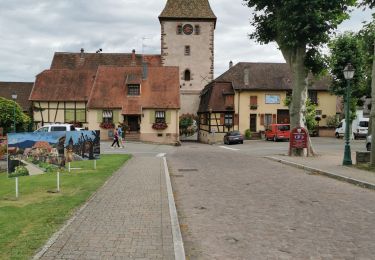 Tour Wandern Rappoltsweiler - boucle ribeauvillé-château St Ulrich-carrefour du cerisier noir-bergheim-ribeauvillé - Photo