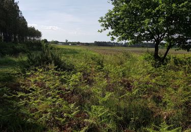 Randonnée Marche Rion-des-Landes - Perrin, la grande lande, le braou de Lassère, Trapot, Lamandit - 9.1 - Photo