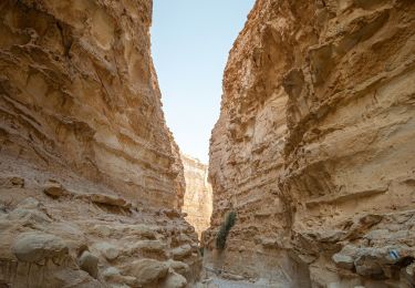 Trail On foot Central Arava Regional Council - נחל ברק - Photo