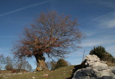 Trail On foot Brentonico - Sentiero attrezzato delle vipere - Photo