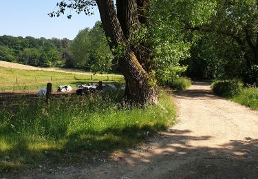 Tocht Stappen Graven - Gottechain - Photo