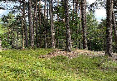 Randonnée Marche Civezzano - Forest bathing 14 sett 2023 - Photo