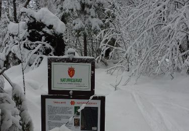 Trail On foot  - Turvei B1: Kirkerud-Ringi - Photo