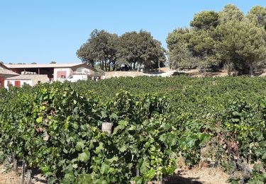 Randonnée Marche La Tour-d'Aigues - Vignes du Château de la Dorgonne - Photo