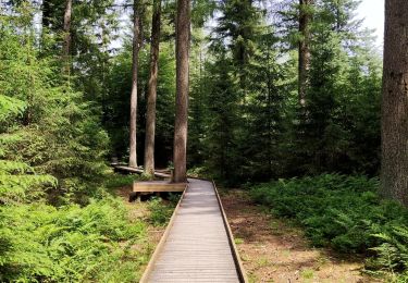 Trail Walking Vielsalm - Parcours sensoriel So Bêchefa - Photo