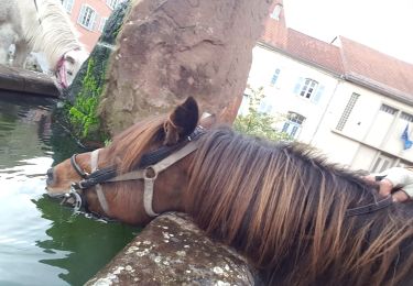 Trail Horseback riding Saint-Quirin - SityTrail - abfes01 - Photo