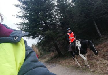 Trail Horseback riding Métairies-Saint-Quirin - rond pré tivio vispa pepito - Photo