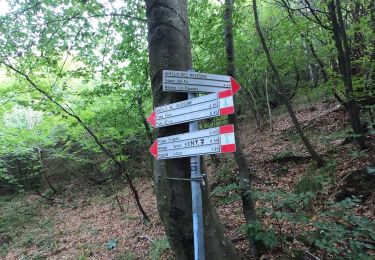 Trail On foot Lecco - Sentiero 1: Malnago - Rifugio Azzoni - Photo