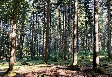 Excursión Senderismo Spa - L'eau sous toutes ses facettes (3,9km)   - Photo