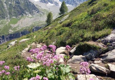 Percorso Marcia Chamonix-Mont-Blanc - Glacier d'Agentière 2338m 15.7.22 - Photo