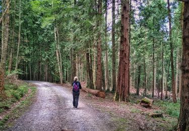 Tour Wandern Oloron-Sainte-Marie - Fôret du Bager - Photo