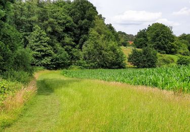 Tocht Stappen Lasne - Lasne Up & Down - Photo