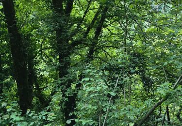 Tour Wandern Ladoye-sur-Seille - Haute Seille - Photo