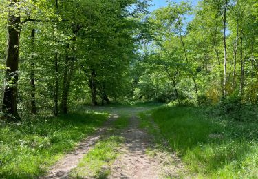Trail Walking Compiègne - en Forêt de Compiègne_50_les Routes des Beaux Monts, de Morpigny et des Nymphes - Photo