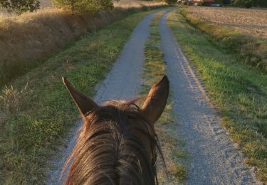 Tocht Paardrijden Fronton - Trec 2 à valider - Photo