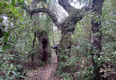 Randonnée Marche Roquebrune-sur-Argens - Les bois de la comtesse - Photo