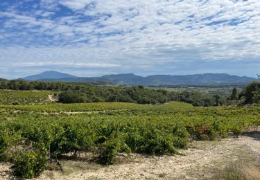 Tour Wandern Cairanne - PF-Cairanne - Sentier Magnum - Photo