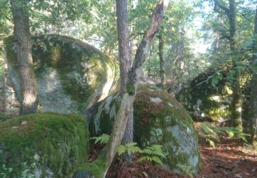 Trail Walking Fontainebleau - la faisanderie 1er octobre 2023  - Photo