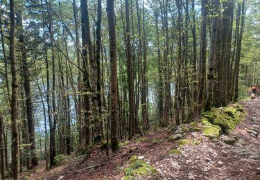 Tocht Stappen Les Rousses - Lac 