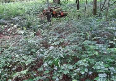 Tocht Stappen Lobbes - Bois du Baron 31 07 21 - Photo