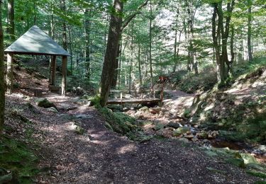 Trail Walking Spa - Berinzenne - Photo