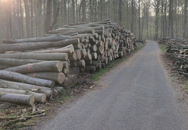 Tocht Stappen Watermaal-Bosvoorde - promenade matinale a boisfort - Photo