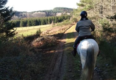 Trail Horseback riding Wellin - Promenade chanly - Photo